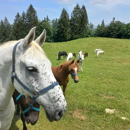 Pensionat Oriana Bled