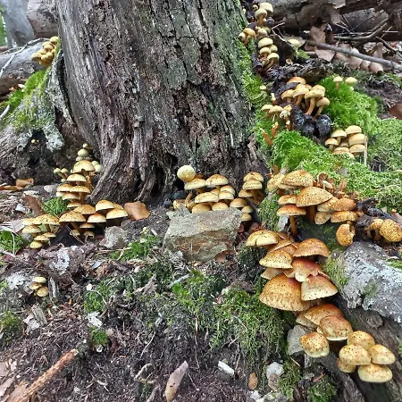 Guest house Oriana Bled