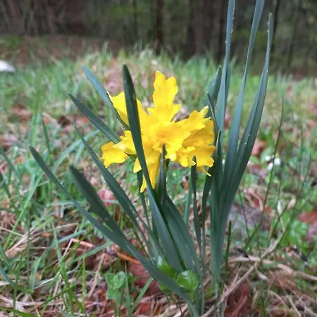 Guest house Oriana Bled