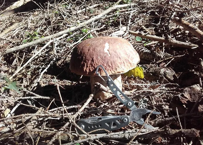 Oriana Hiša za goste Bled