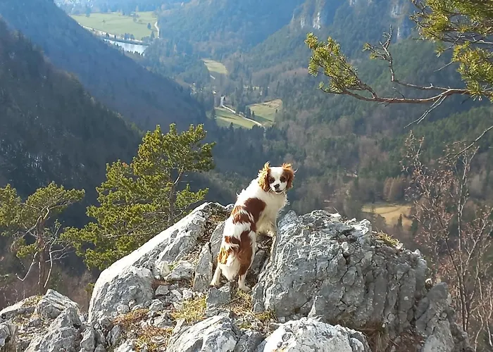 Oriana Hiša za goste 3*