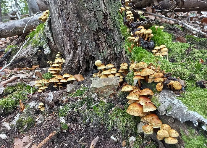 Hiša za goste Oriana Bled