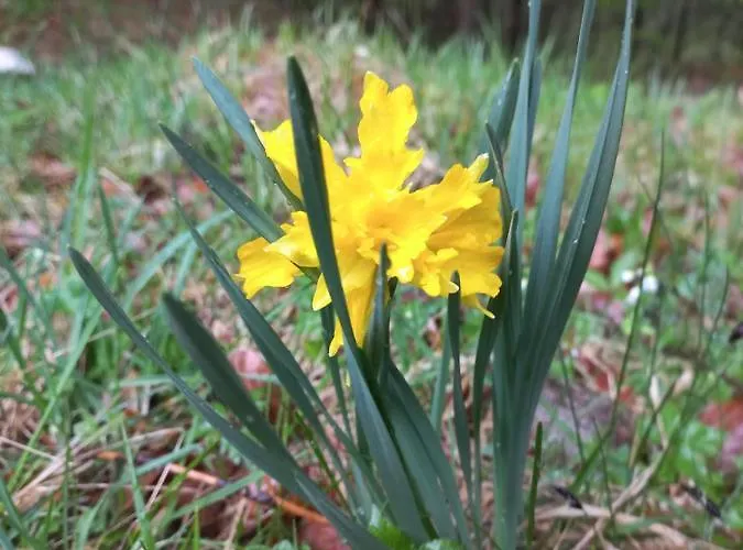 Hiša za goste Oriana Bled